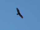 Condors